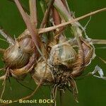 Alopecurus bulbosus Fruit