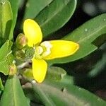 Cneorum tricoccon Blüte