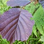 Corylus maxima Foglia