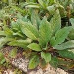 Mandragora officinarum Natur