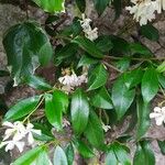 Trachelospermum jasminoides Folha