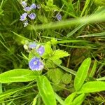 Veronica americana Flor