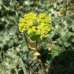 Euphorbia helioscopia Õis