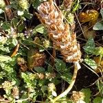 Prunella vulgaris Fruit