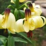 Lilium pyrenaicum Цвят