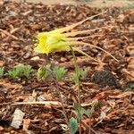 Aquilegia chrysantha Blüte