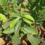 Ardisia crenata ഇല