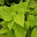 Ipomoea batatas Leaf