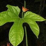 Gurania makoyana Hoja