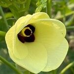 Abelmoschus esculentus Blodyn