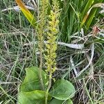 Neottia ovata Leaf