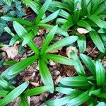Scilla lilio-hyacinthus Лист