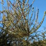 Adenostoma fasciculatum Hoja