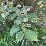 Salix auritaLeaf