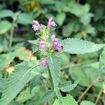 Galeopsis tetrahit Blüte