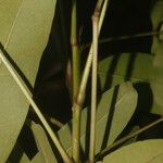 Tabebuia palustris പുറംതൊലി
