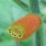 Kohleria tubiflora Flower