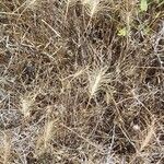 Taeniatherum caput-medusae Fula