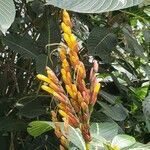 Sanchezia nobilis Flor