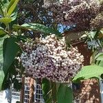 Callicarpa pedunculata Fruto