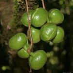 Acropogon merytifolius Fruit