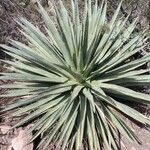 Agave palmeri Ліст