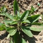 Petunia integrifolia Агульны выгляд