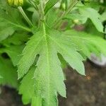 Chrysanthemum indicum 葉