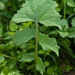 Lactuca floridana Hoja