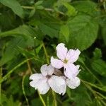 Cardamine bulbifera Квітка