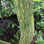 Acer capillipes Casca