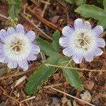 Passiflora spp. Floro