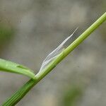 Cynosurus echinatus Leaf