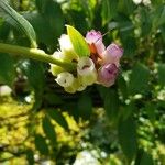 Cavendishia adenophora Flower