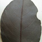 Diplotropis purpurea Otro