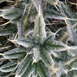 Cirsium ferox Leaf