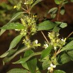 Chaetogastra longifolia Flower