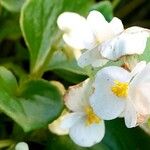 Begonia cucullata 花