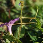 Calopogonium mucunoides Övriga