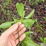 Byrsonima spicata Fuelha