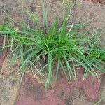 Cyperus rotundus Habit