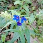 Aegonychon purpurocaeruleum Floare