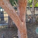 Casuarina equisetifolia Bark