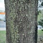 Casuarina cunninghamiana Bark