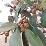 Ficus rubiginosa Gyümölcs