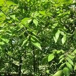 Tetradium daniellii Habitus