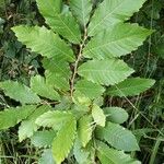 Castanea sativaপাতা