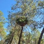 Pinus nigra Folio