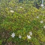 Gardenia taitensis Blüte