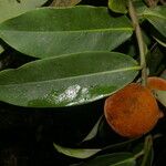 Diospyros discolor Vrucht